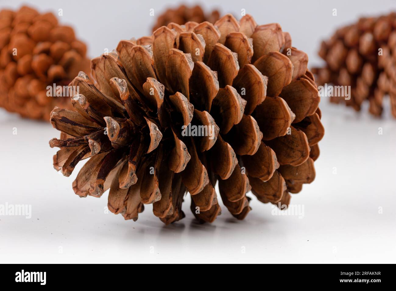 Biologisches Beispiel von fibonacci-Spiralen an einem Pinienkegel isoliert auf weißem Hintergrund. Stockfoto