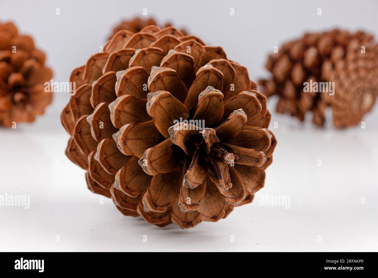 Biologisches Beispiel von fibonacci-Spiralen an einem Pinienkegel isoliert auf weißem Hintergrund. Stockfoto