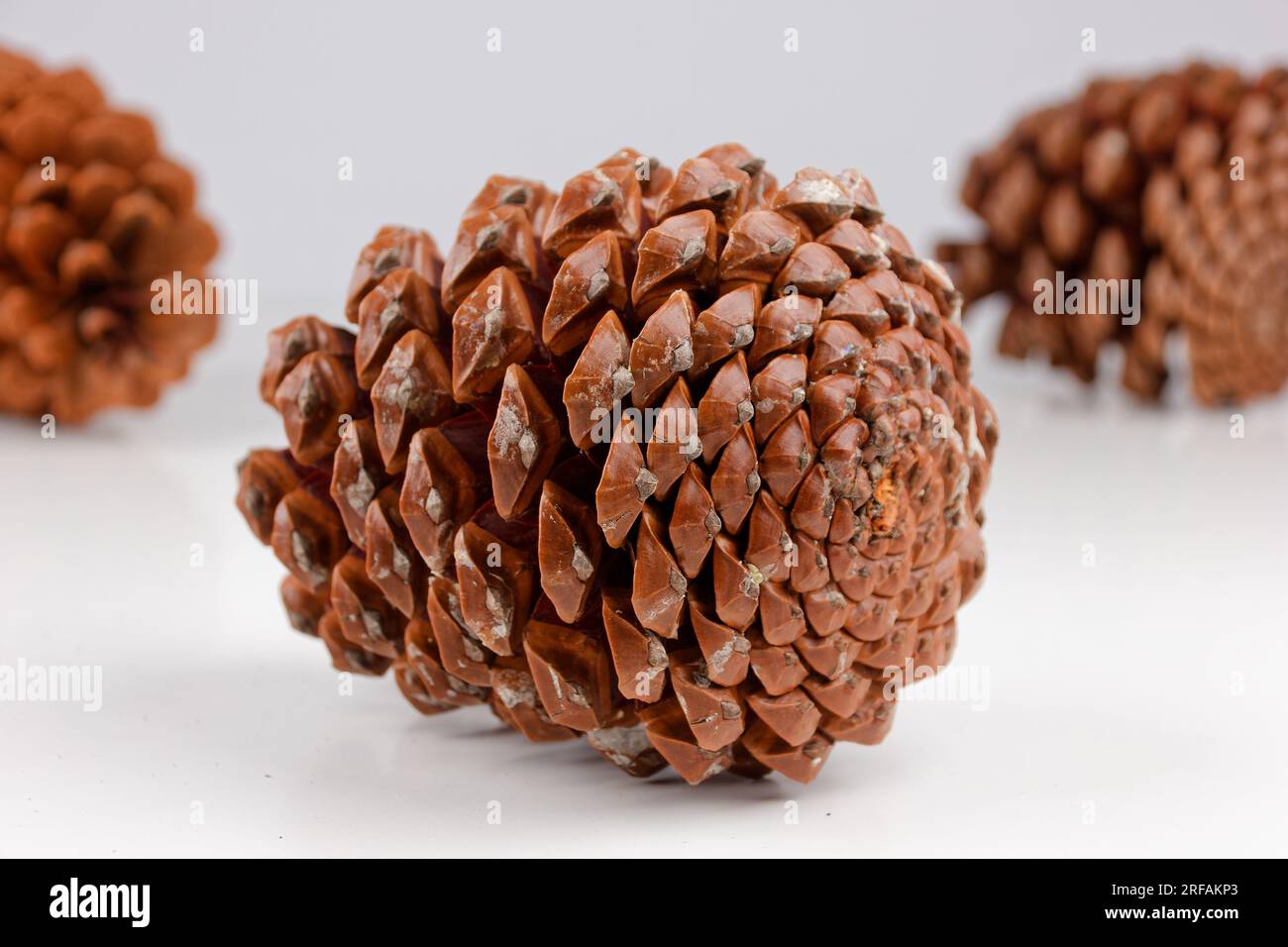 Biologisches Beispiel von fibonacci-Spiralen an einem Pinienkegel isoliert auf weißem Hintergrund. Stockfoto