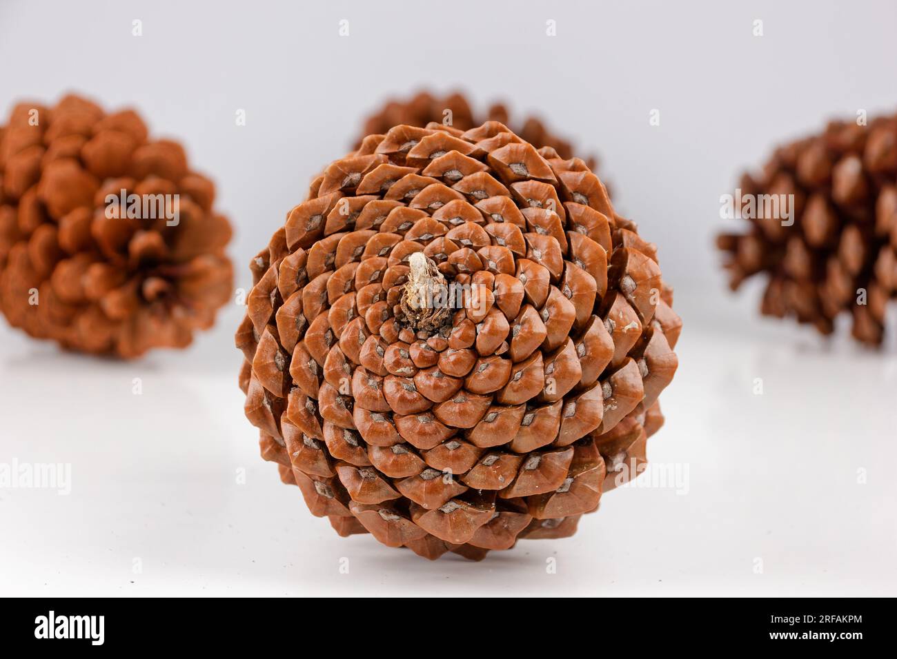 Biologisches Beispiel von fibonacci-Spiralen an einem Pinienkegel isoliert auf weißem Hintergrund. Stockfoto