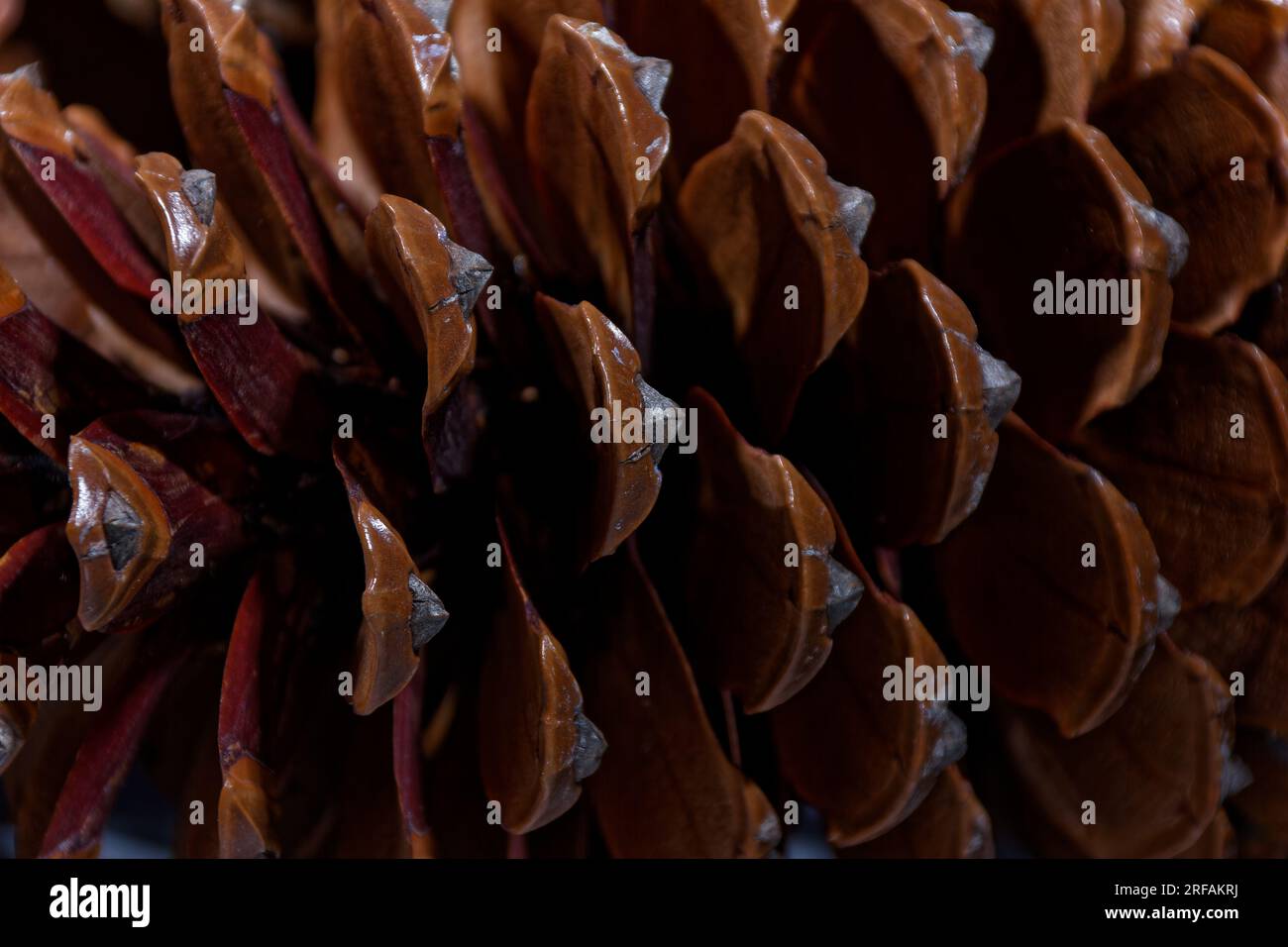 Biologisches Beispiel von fibonacci-Spiralen an einem Kiefernkegel mit offenem Laub Stockfoto