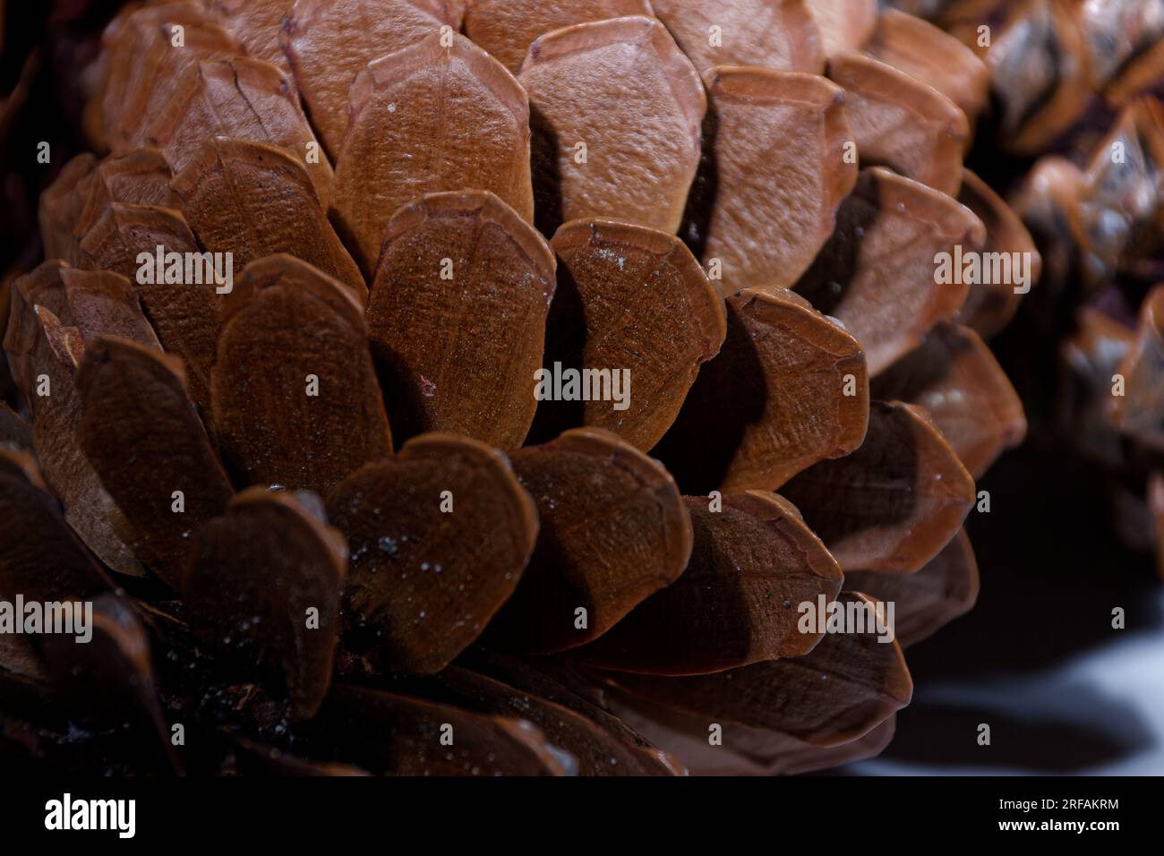 Biologisches Beispiel von fibonacci-Spiralen an einem Kiefernkegel mit offenem Laub Stockfoto
