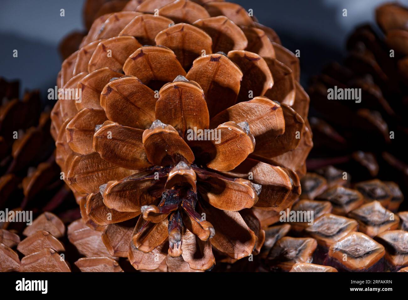 Biologisches Beispiel von fibonacci-Spiralen an einem Kiefernkegel mit offenem Laub Stockfoto
