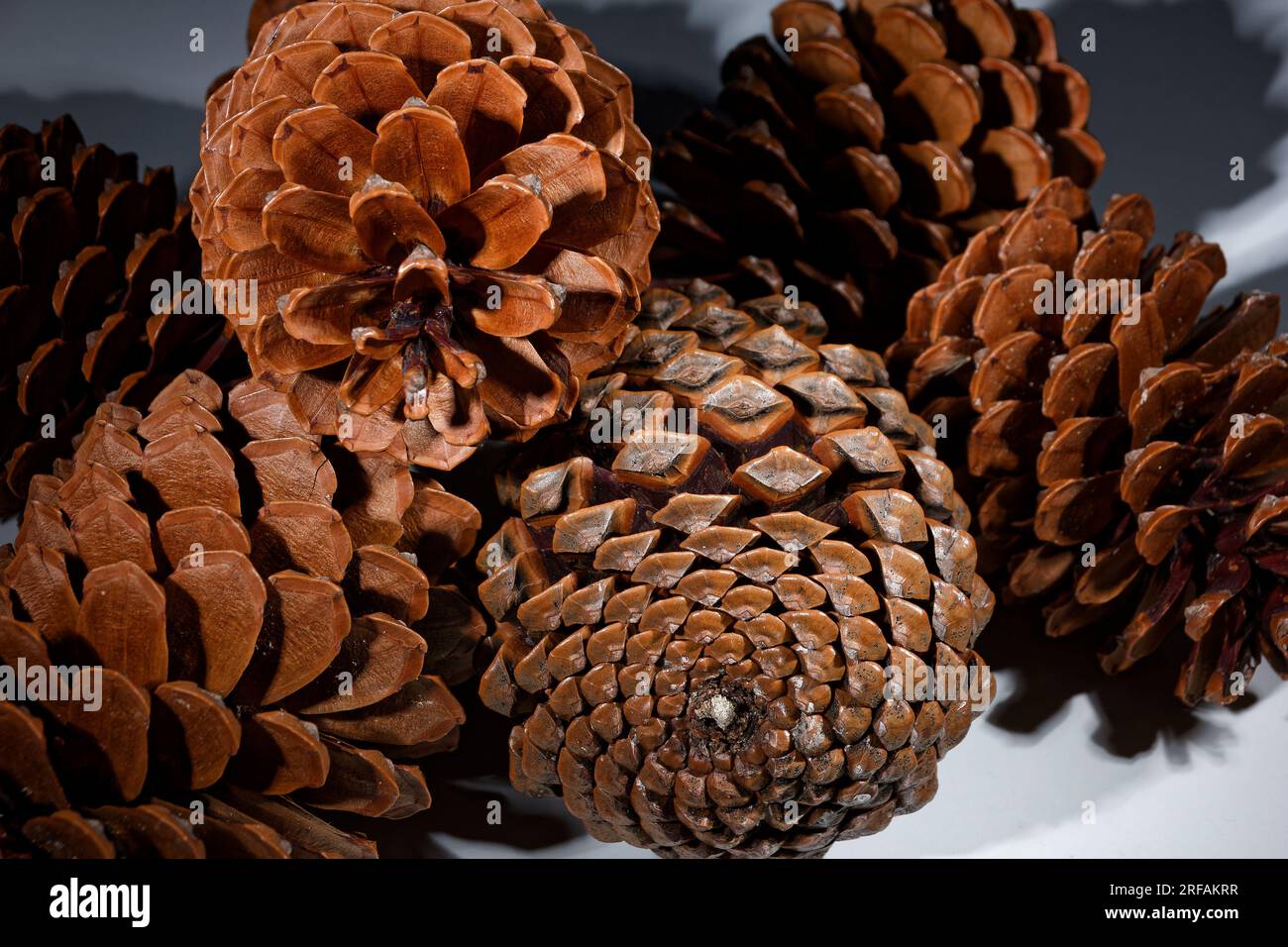 Biologisches Beispiel von fibonacci-Spiralen an einem Pinienkegel isoliert auf weißem Hintergrund. Stockfoto
