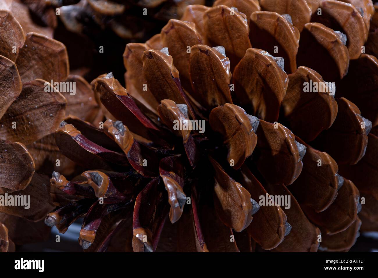 Biologisches Beispiel von fibonacci-Spiralen an einem Kiefernkegel mit offenem Laub Stockfoto