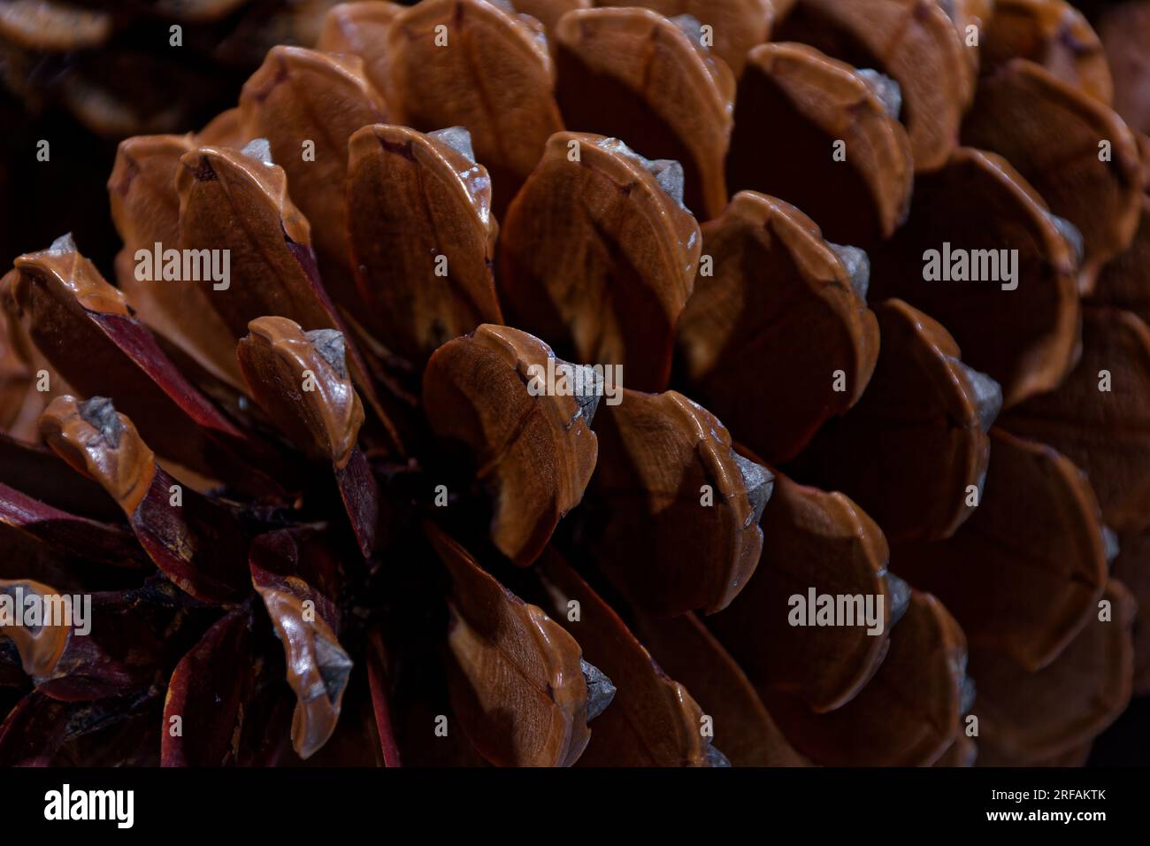 Biologisches Beispiel von fibonacci-Spiralen an einem Kiefernkegel mit offenem Laub Stockfoto