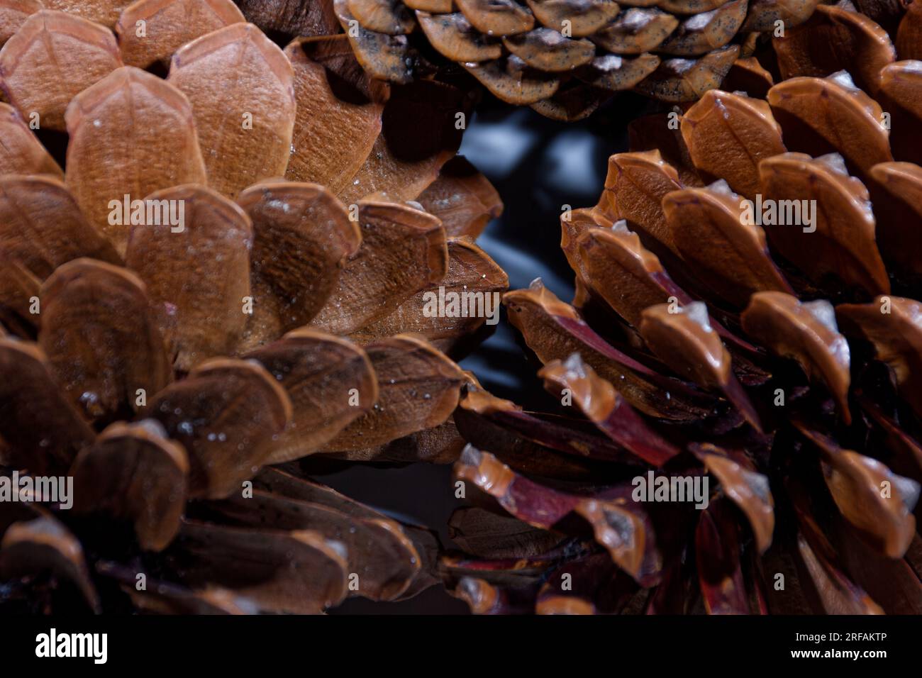 Biologisches Beispiel von fibonacci-Spiralen an einem Kiefernkegel mit offenem Laub Stockfoto