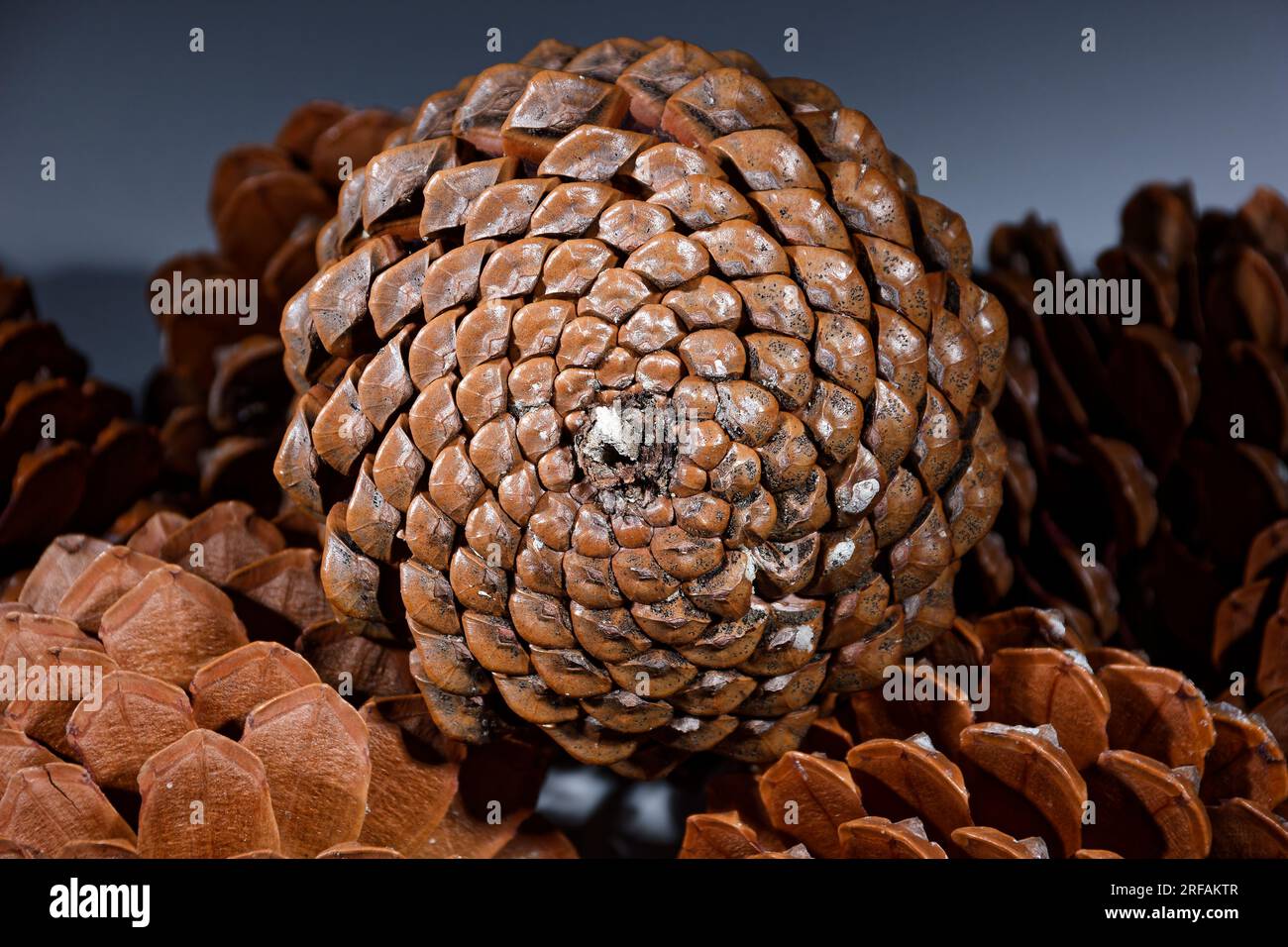 Biologisches Beispiel von fibonacci-Spiralen an einem Kiefernkegel mit offenem Laub Stockfoto
