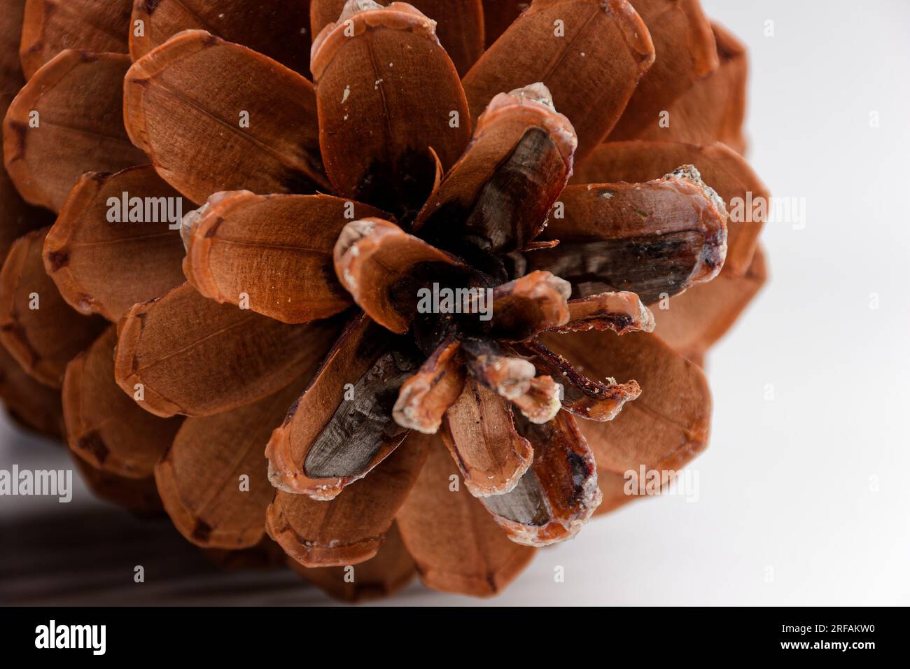 Biologisches Beispiel von fibonacci-Spiralen an einem Pinienkegel isoliert auf weißem Hintergrund. Stockfoto