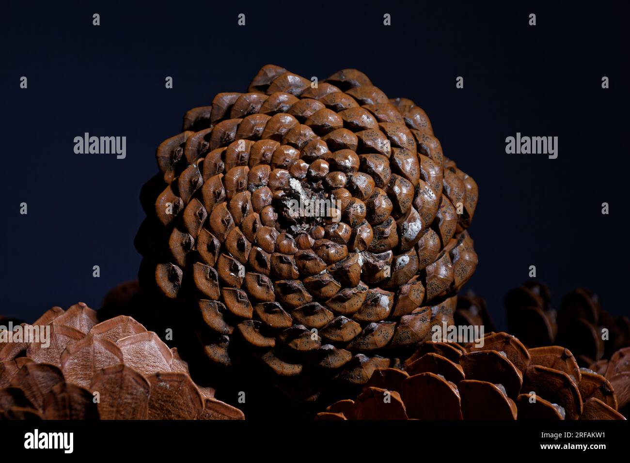 Biologisches Beispiel von fibonacci-Spiralen an einem Kiefernkegel mit offenem Laub Stockfoto