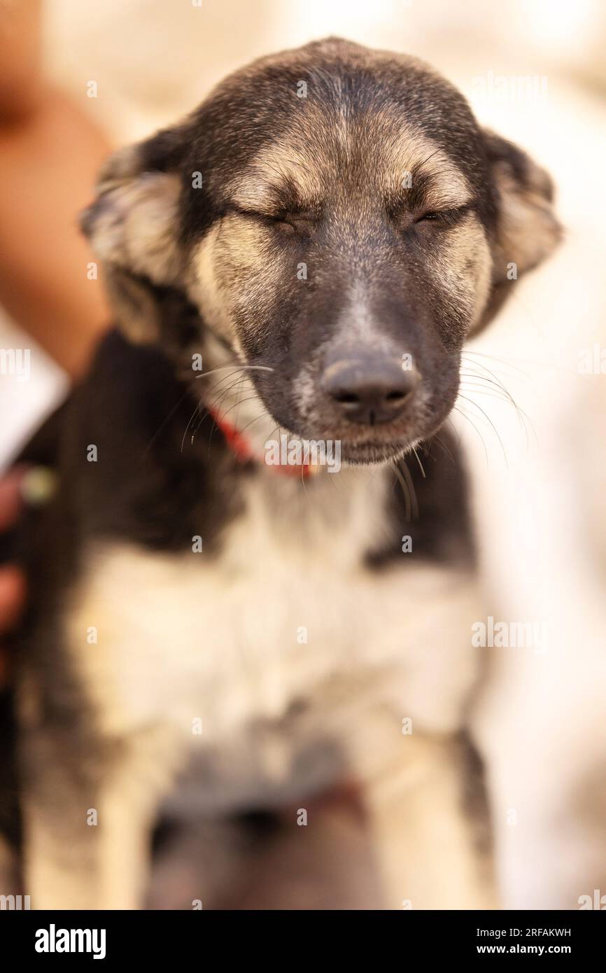 Rettung Adoptionshund-Welpen-Porträt mit geschlossenen Augen Stockfoto