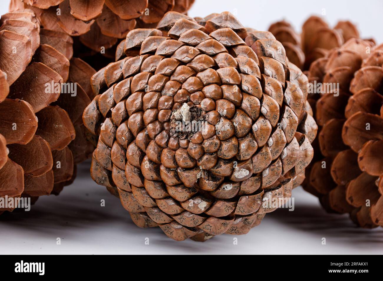 Biologisches Beispiel von fibonacci-Spiralen an einem Pinienkegel isoliert auf weißem Hintergrund. Stockfoto