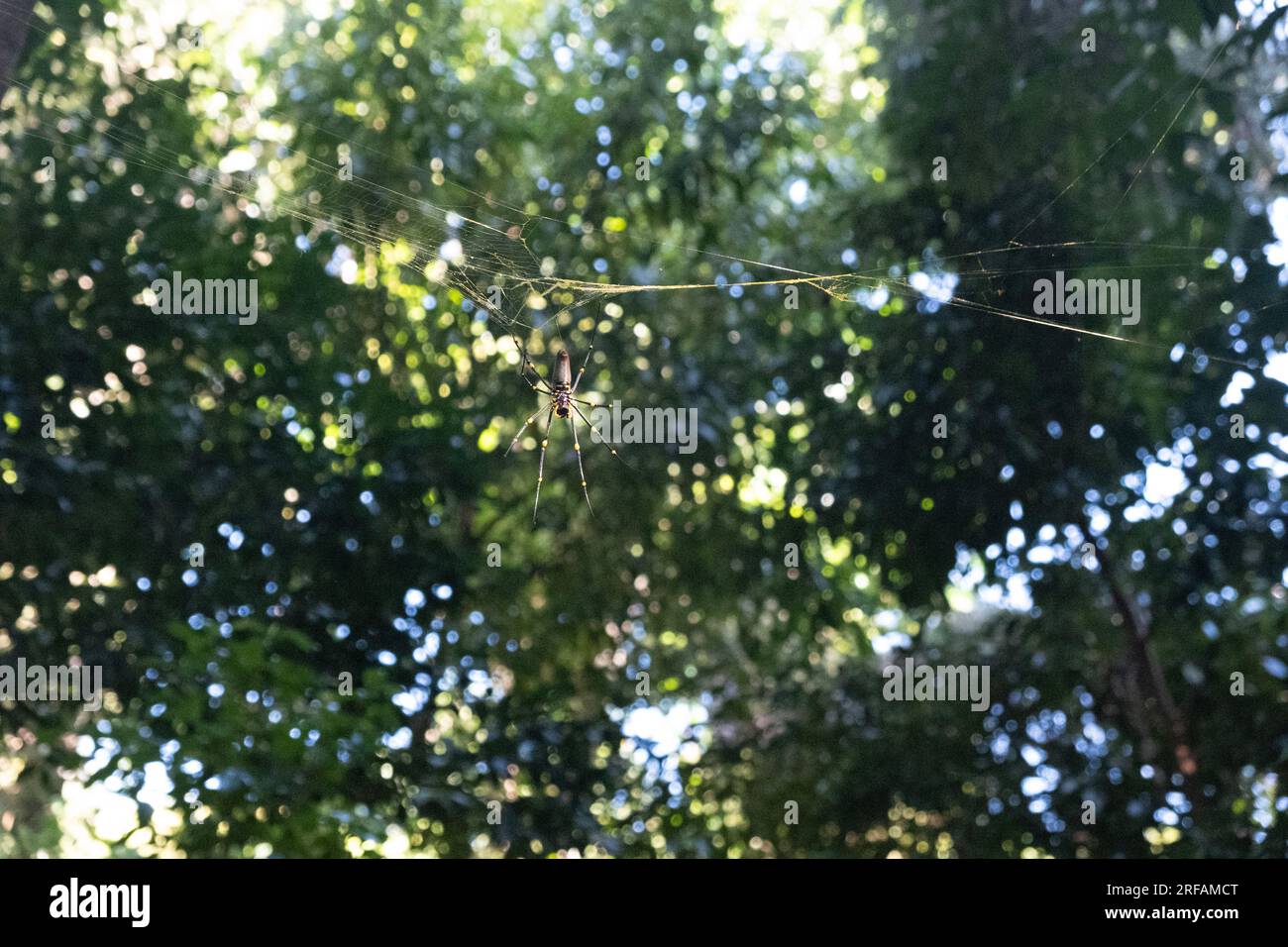 Große Spinne im Netz im tropischen Regenwald. Stockfoto