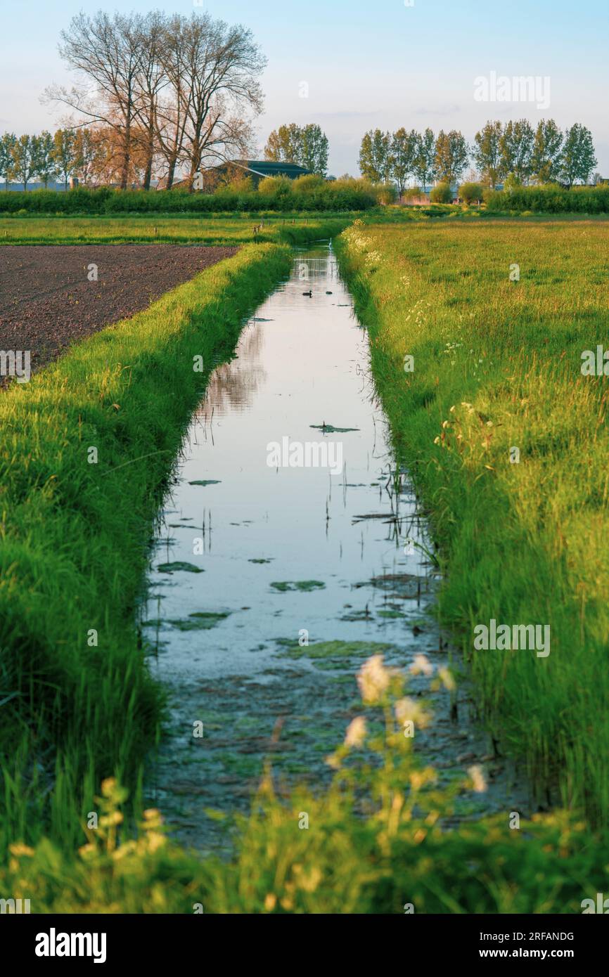 Ruhiges holländisches Polderland mit einem mit Wasser gefüllten Kanal, der durch die Mitte der Felder in Holland in den Niederlanden verläuft. Stockfoto