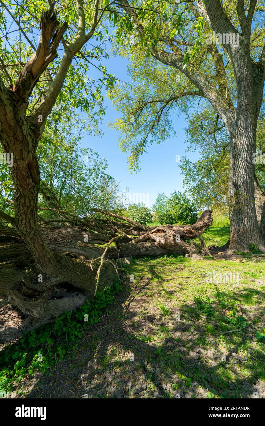 Inmitten der pulsierenden Frühlingslandschaft steht ein heruntergefallener alter Baum als Beweis der Widerstandsfähigkeit, geschmückt mit Moos und umgeben von Gras. Stockfoto