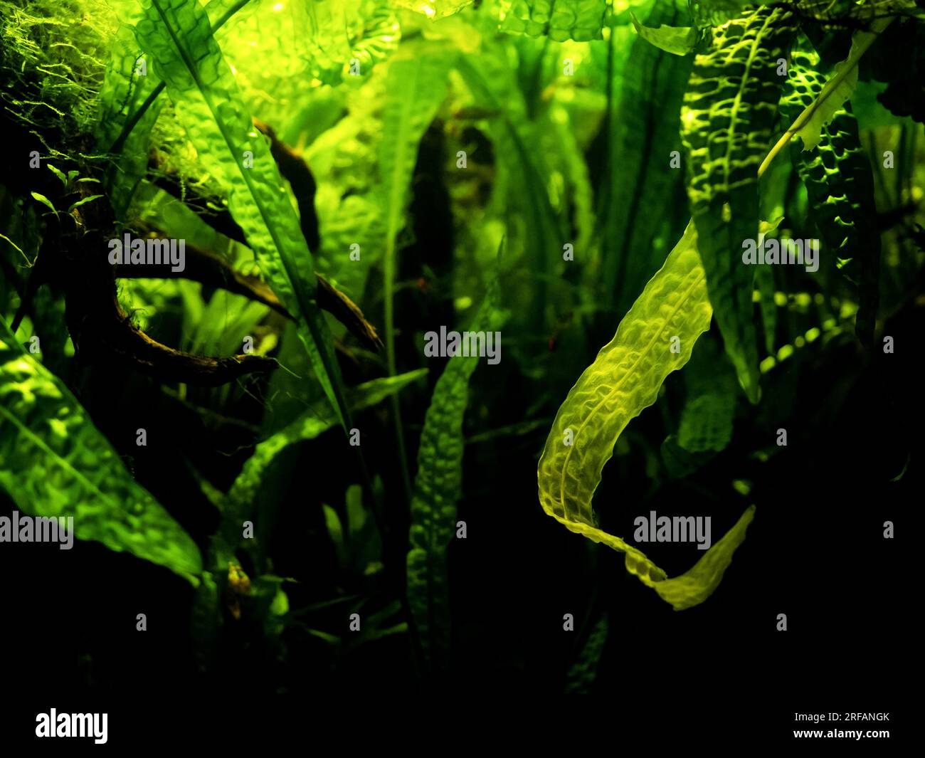 Grünalgen im Aquarium. Meeresalgen unter Wasser, tiefseefische Umgebung Stockfoto