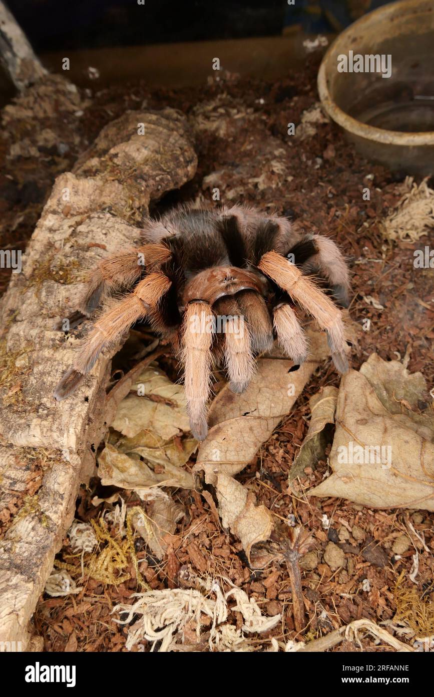 Derby Quad Insects Spiders Creepy Crawlies - Goliath Birdeater (Theraphosa blondi), der zur Familie der Tarantel gehört. Stockfoto