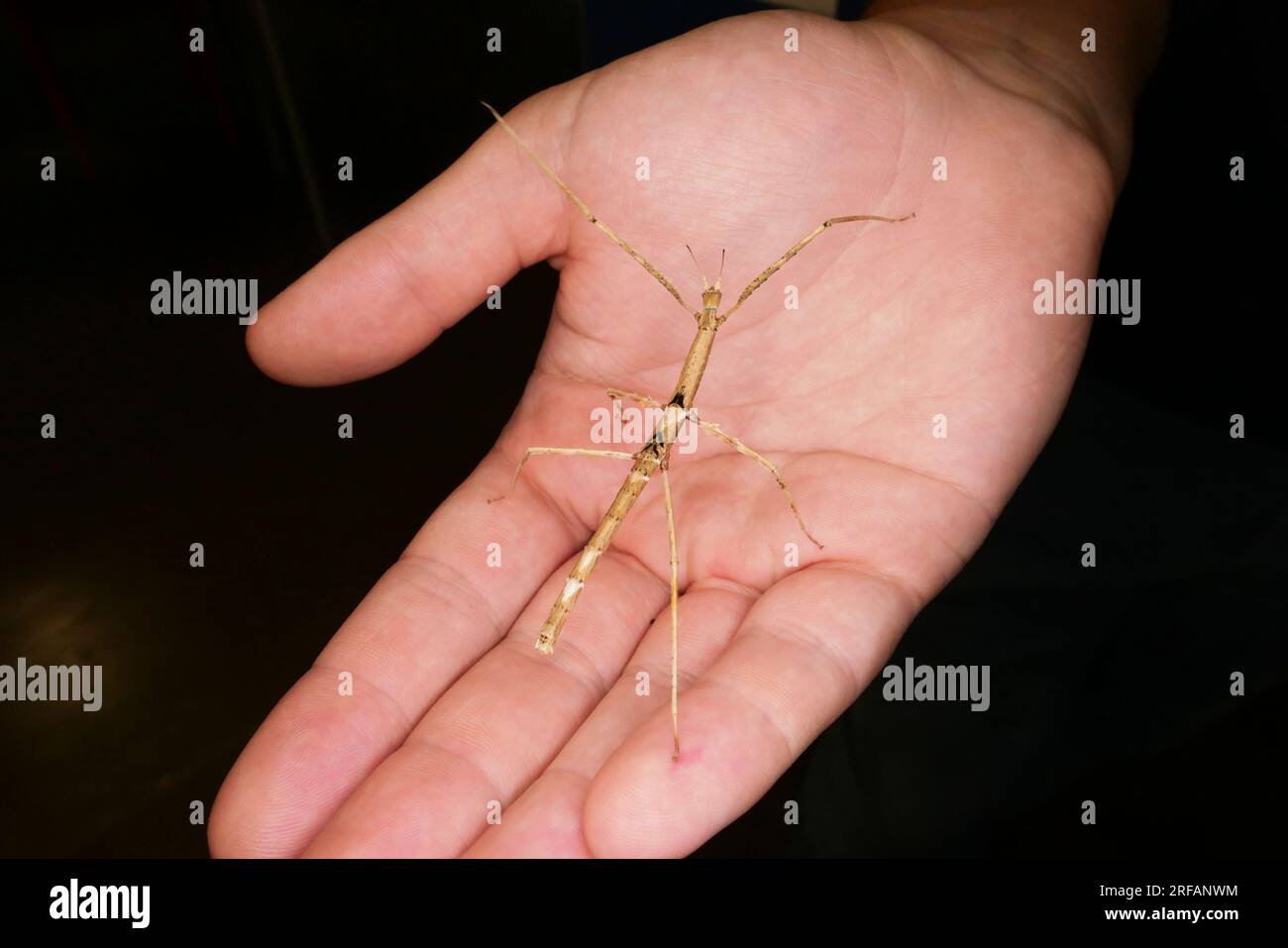 Derby Quad Insekten Spiders Creepy Crawlies - Carausius Morosus - eine Art von Phasmatodea. Stockfoto