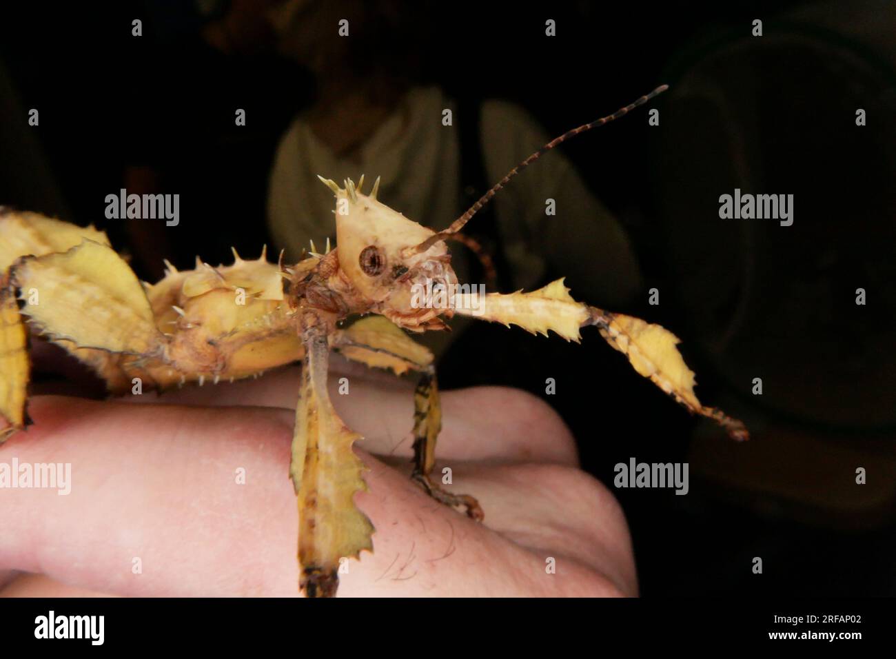 Derby Quad Insects Spiders Creepy Crawlies - Australisches Spiny Blattstäbchen-Insekt. Stockfoto