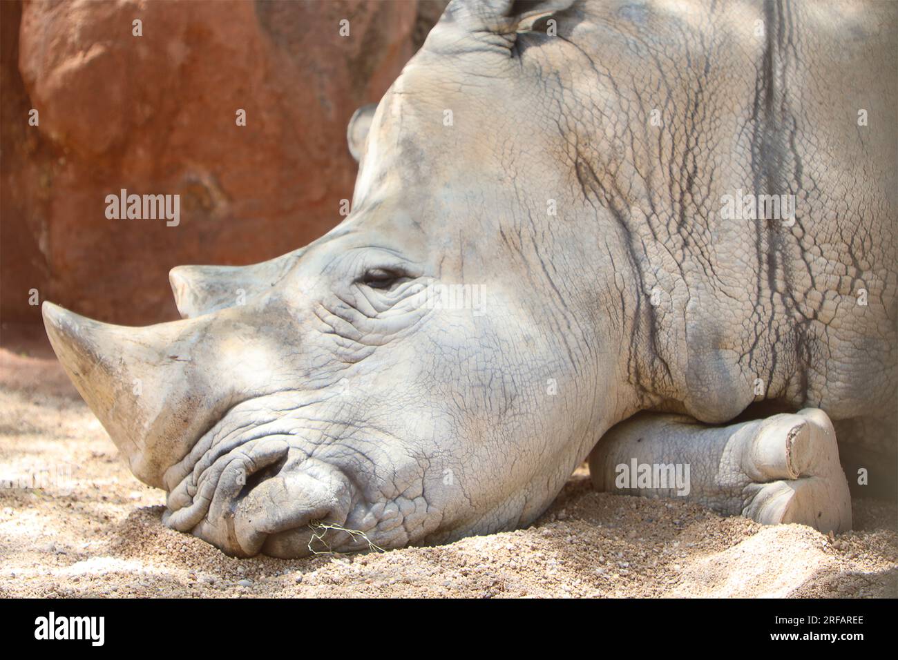 Animali Africani: Bufalo, Rinoceronte, Elefante, coccodrillo Stockfoto