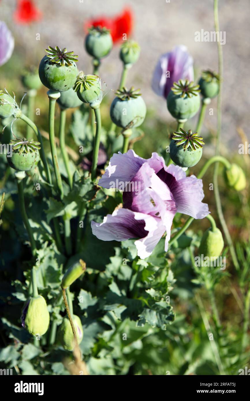 Wilde Mohnblumen bewegen sich sanft in der Meeresbrise in der Nähe eines Strandes an der Ostküste Schottlands Stockfoto
