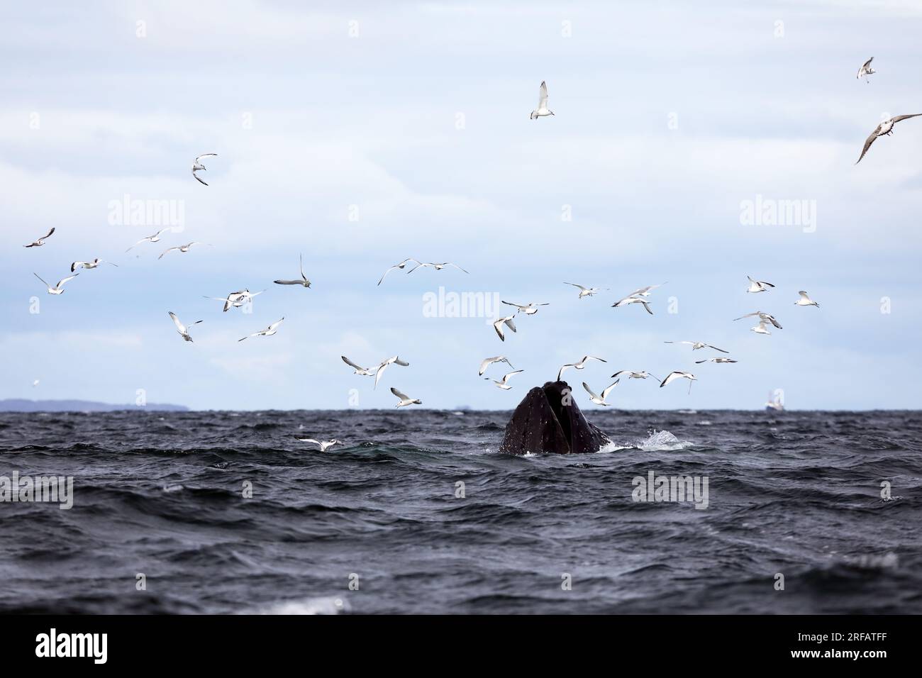 Buckelwale füttern im Atlantik vor der Küste der Inseln Mull & Iona in den inneren Hebriden Schottlands Stockfoto