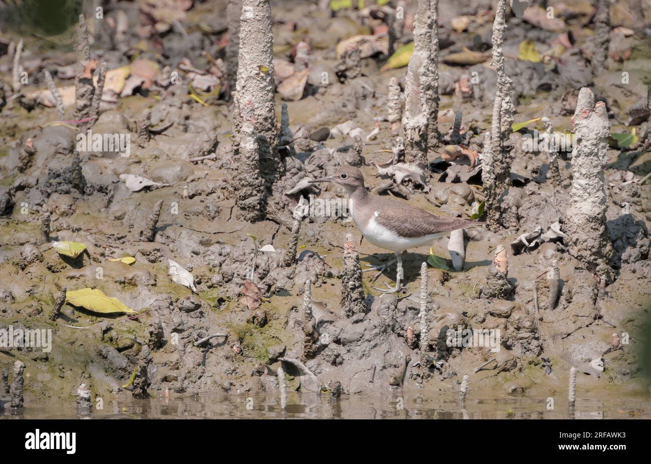 Vögel von sundarbans (gewöhnlicher Sandpiper). Sundarbans Mangrovenwald ist ein großartiges Tierschutzgebiet. Stockfoto