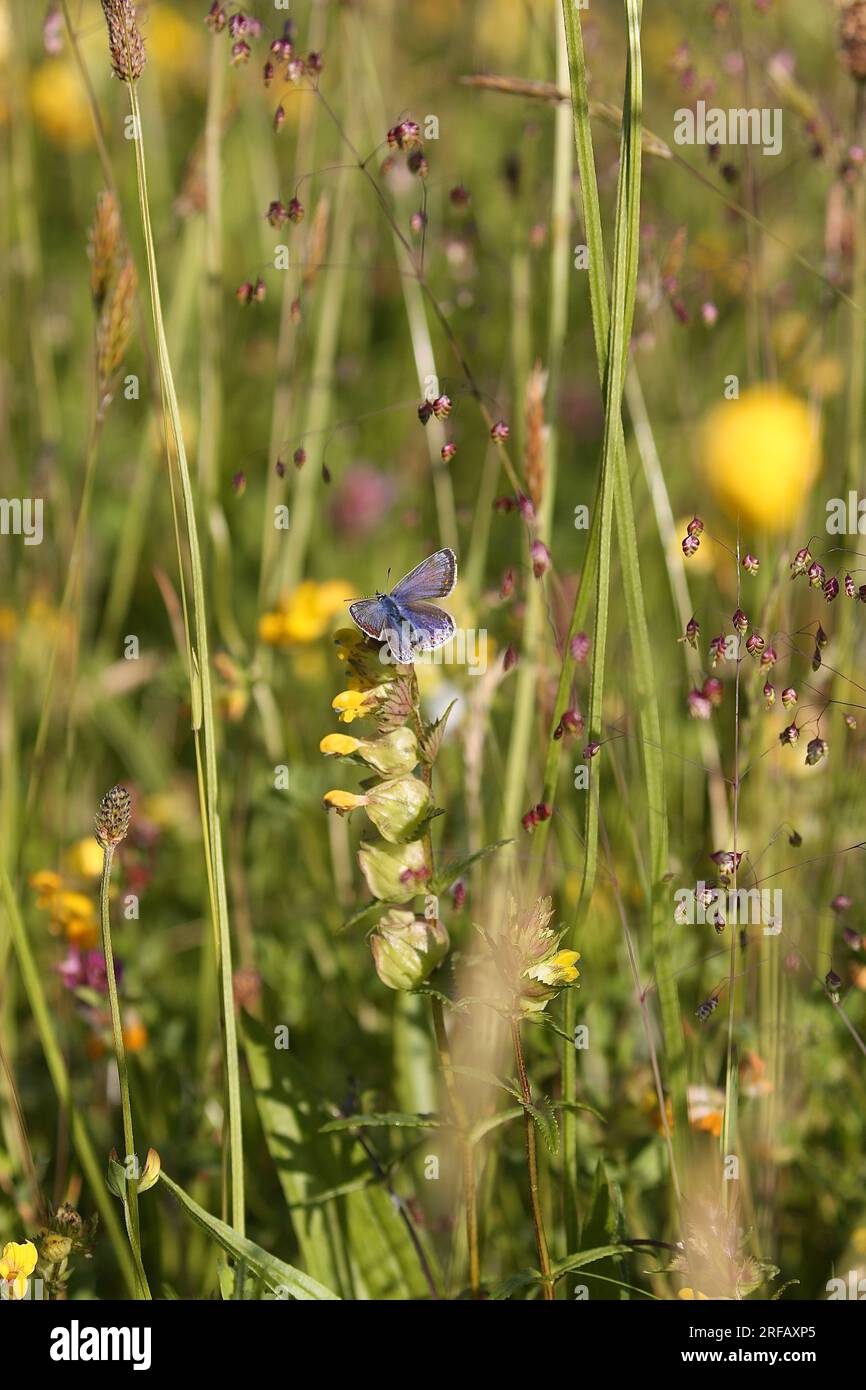 Gemeinsamen blauer Schmetterling Stockfoto