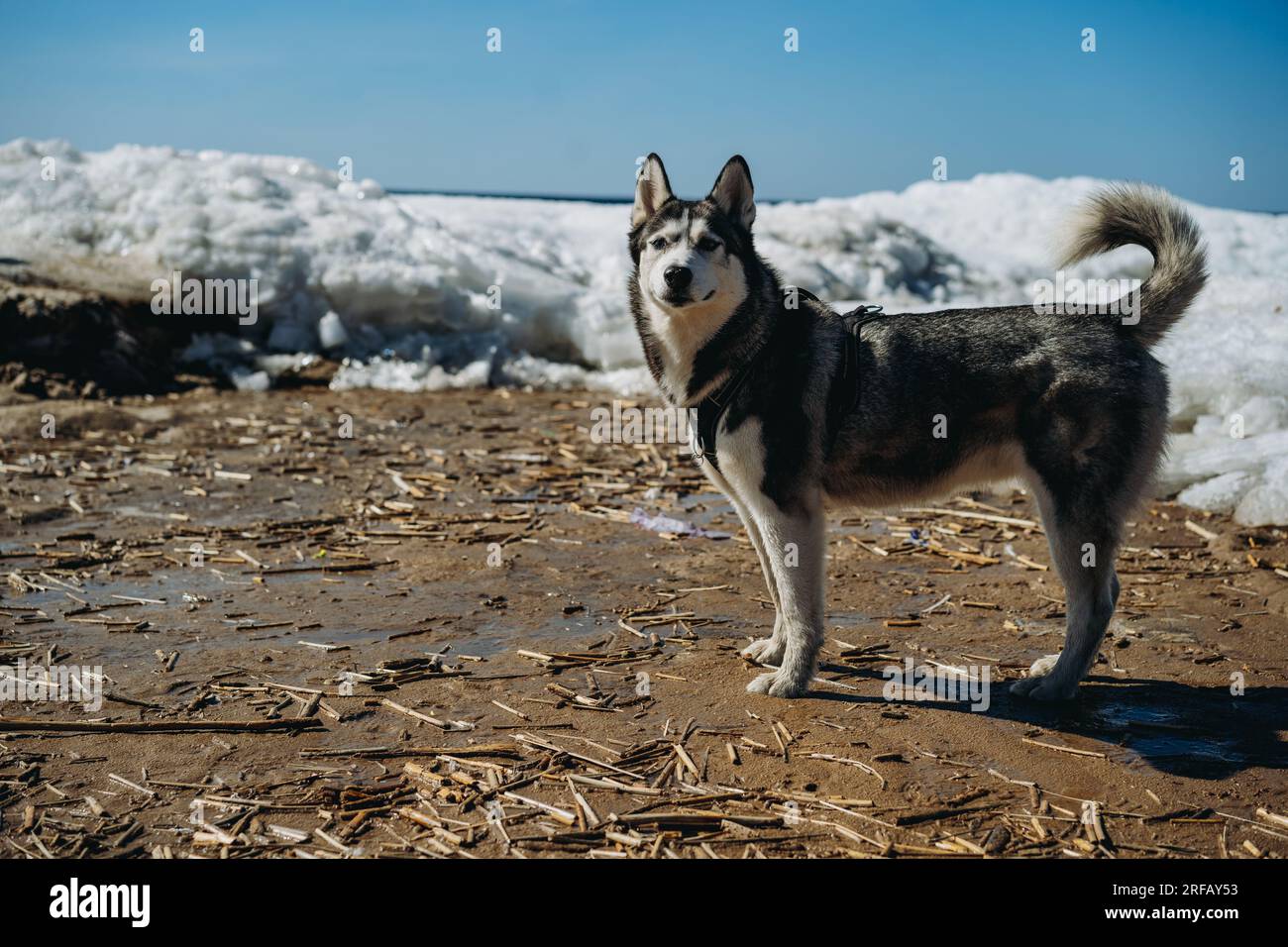 Großer Husky-Hund am verschneiten Strand des finnischen Golfes. Tierschutzkonzept. Sankt petersburg, Russland. Hochwertiges Foto Stockfoto
