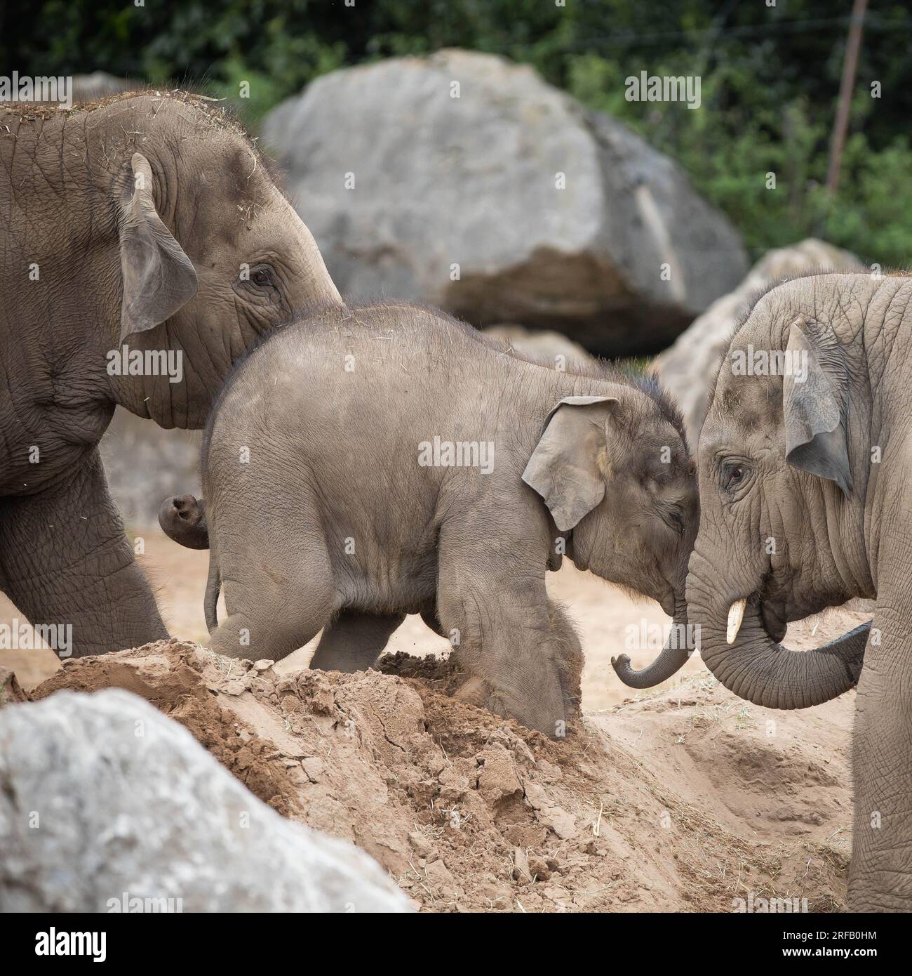 Baby Riva geht Kopf an Kopf mit Cousine Anjan, während sie ihr über den Schlammhügel CHESTER ZOO, ENGLAND, hilft. DIE URKOMISCHEN BILDER zeigen den Moment, in dem zwei Erwachsene Eleps zu sehen sind Stockfoto