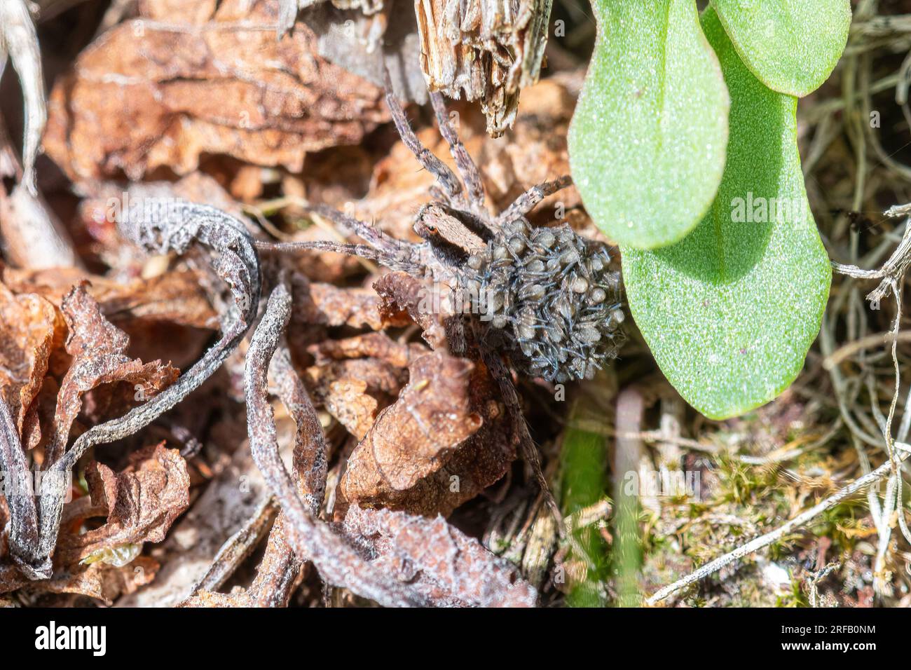 Weibliche Wolfsspinne mit jungen Spinnen auf dem Rücken, Mitglied der Familie Lycosidae, Hampshire, England, Großbritannien Stockfoto