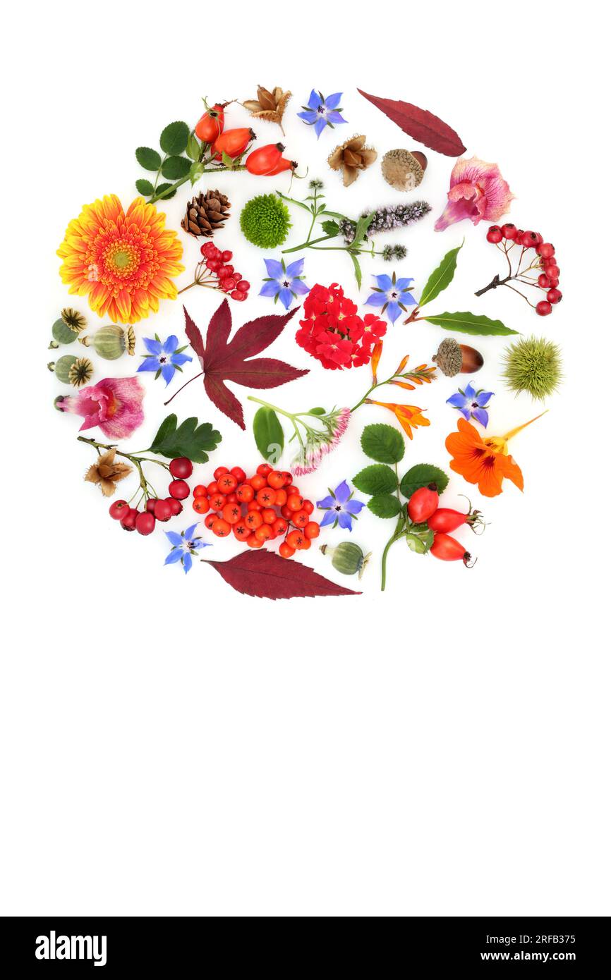 Abstraktes Herbst Thanksgiving Blätter, Blumen, Nüsse, Beerenobst Design auf weißem Hintergrund in kreisförmiger Form saisonale Herbstkomposition für Karte, Logo. Stockfoto