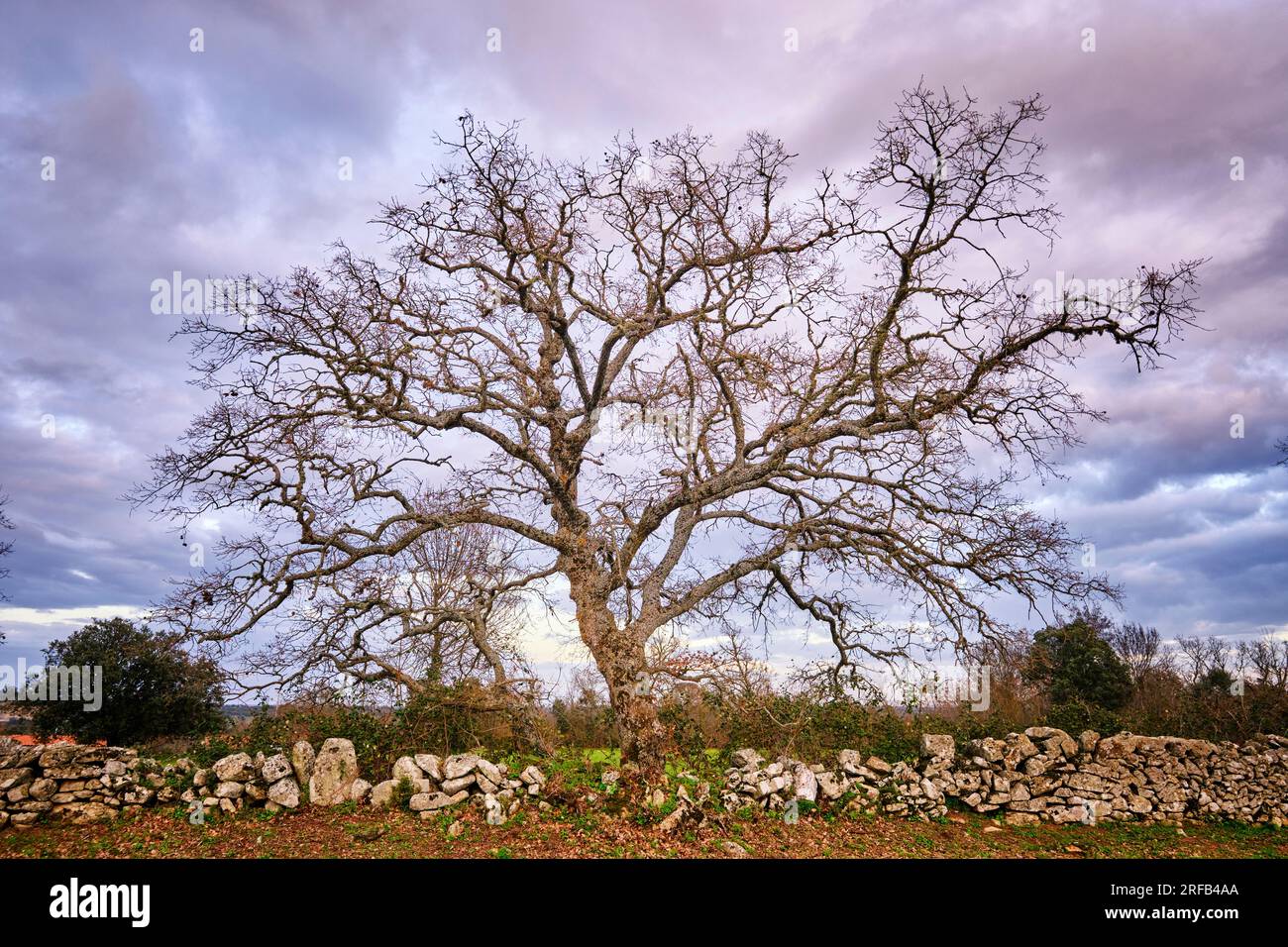 Eine alte Eiche und eine traditionelle Steinmauer in Vila Cha da Braciosa. Miranda do Douro, Tras-os-Montes. Portugal Stockfoto