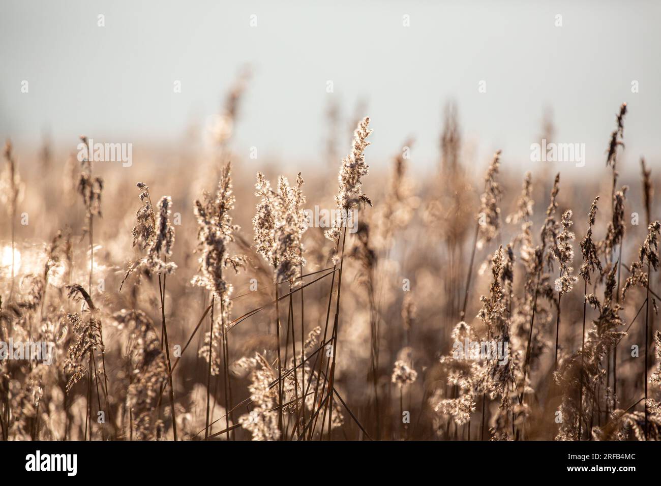 Farn, Schilf, Sonnenuntergang, See, verschwommene Natur, Desktop-Hintergrund, Beige, Fokustiefe Stockfoto