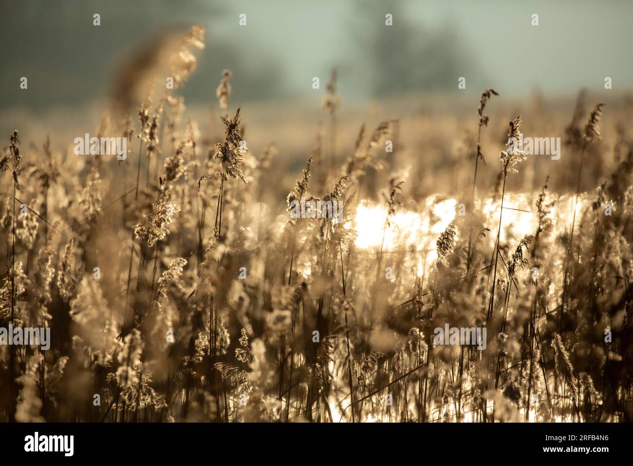 Farn, Schilf, Sonnenuntergang, See, verschwommene Natur, Desktop-Hintergrund, Beige, Fokustiefe Stockfoto