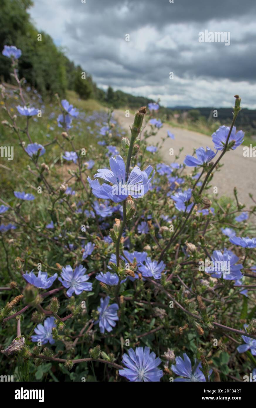 Zichorie neben dem Pfad Stockfoto