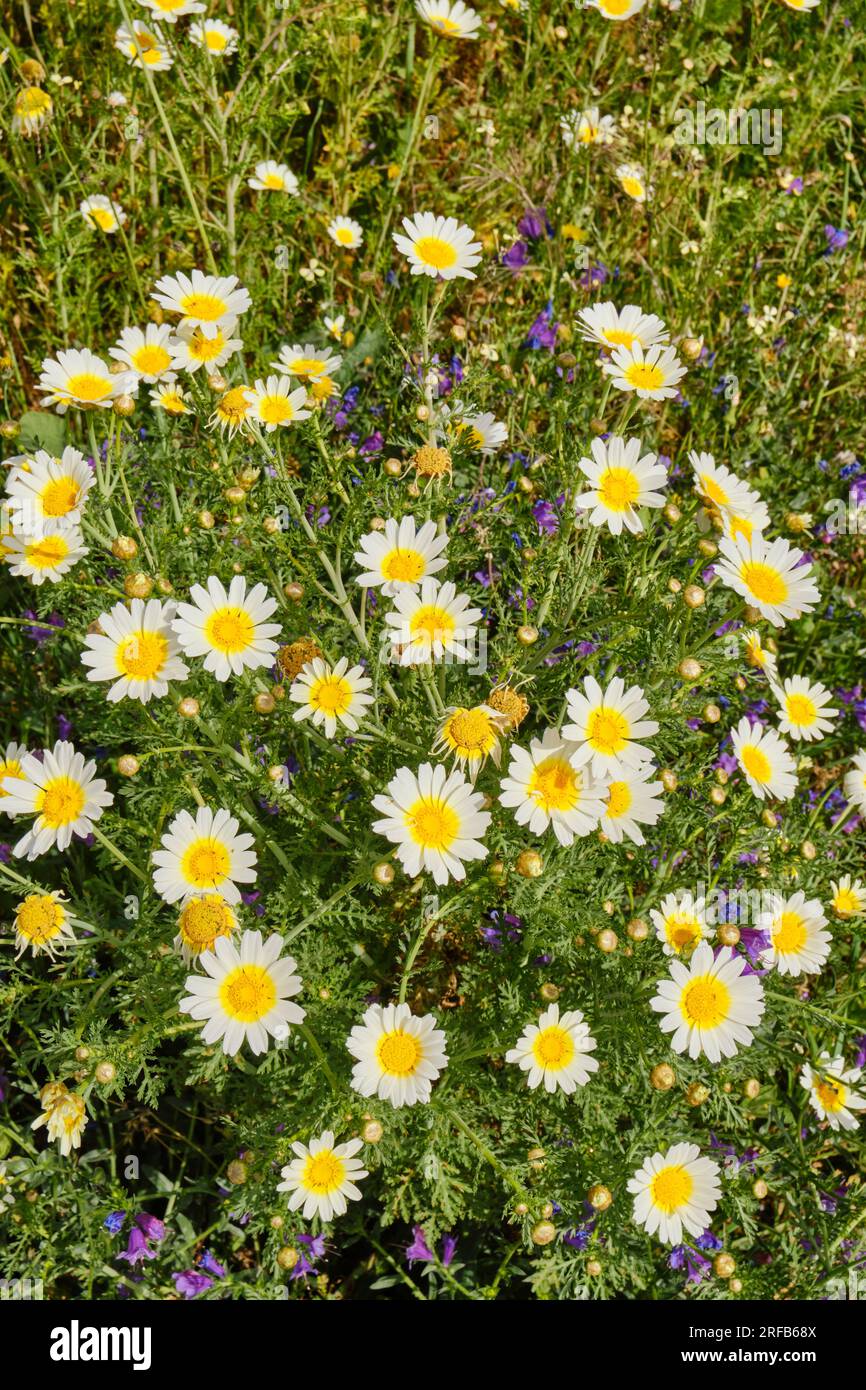 Marigolds im Naturpark Arrabida. Palmela, Portugal Stockfoto