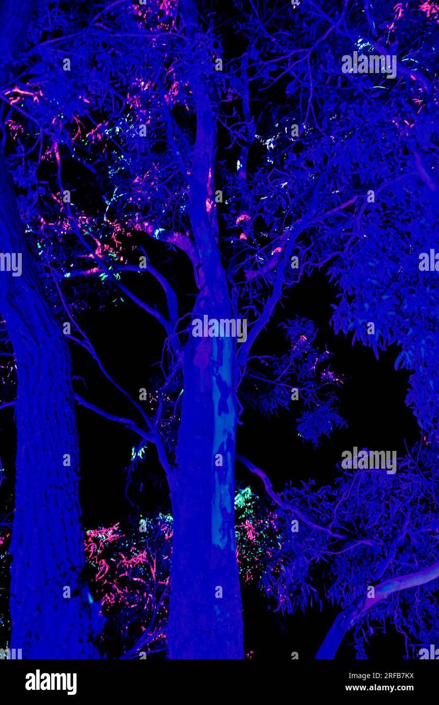 BELEUCHTETES Licht Festival Bunte Lichter Lichtlinien glänzende Disco-Bälle in Bäumen Projektionen und Beleuchtungen bei Nacht Werribee Melbourne Australien Stockfoto