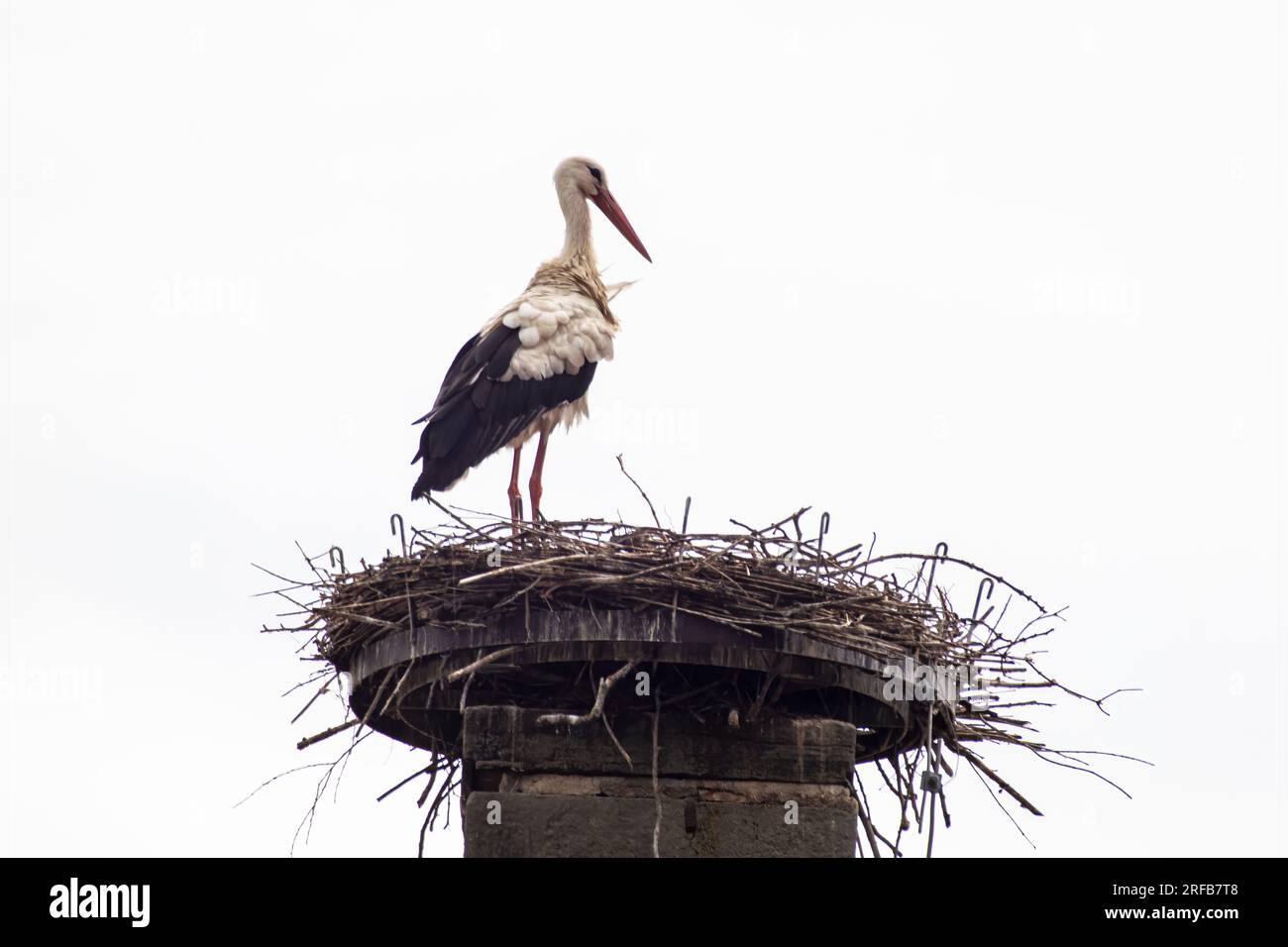 Ein Storch (Ciconia ciconia) steht in seinem Nest und überblickt die Landschaft Stockfoto