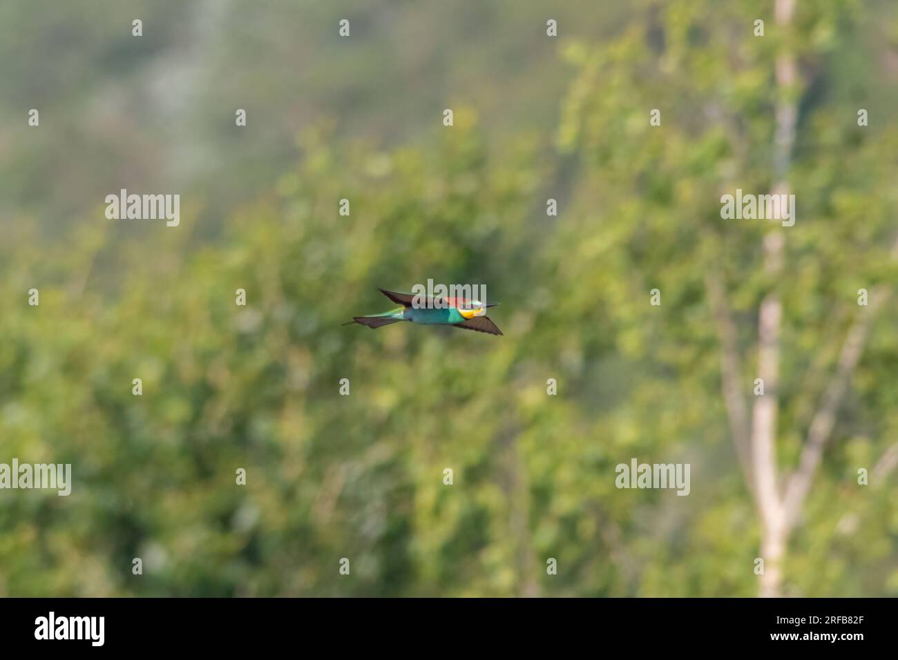 Ein farbenfroher Bienenfresser (Merops apiaster) fliegt durch die Luft und jagt Insekten Stockfoto