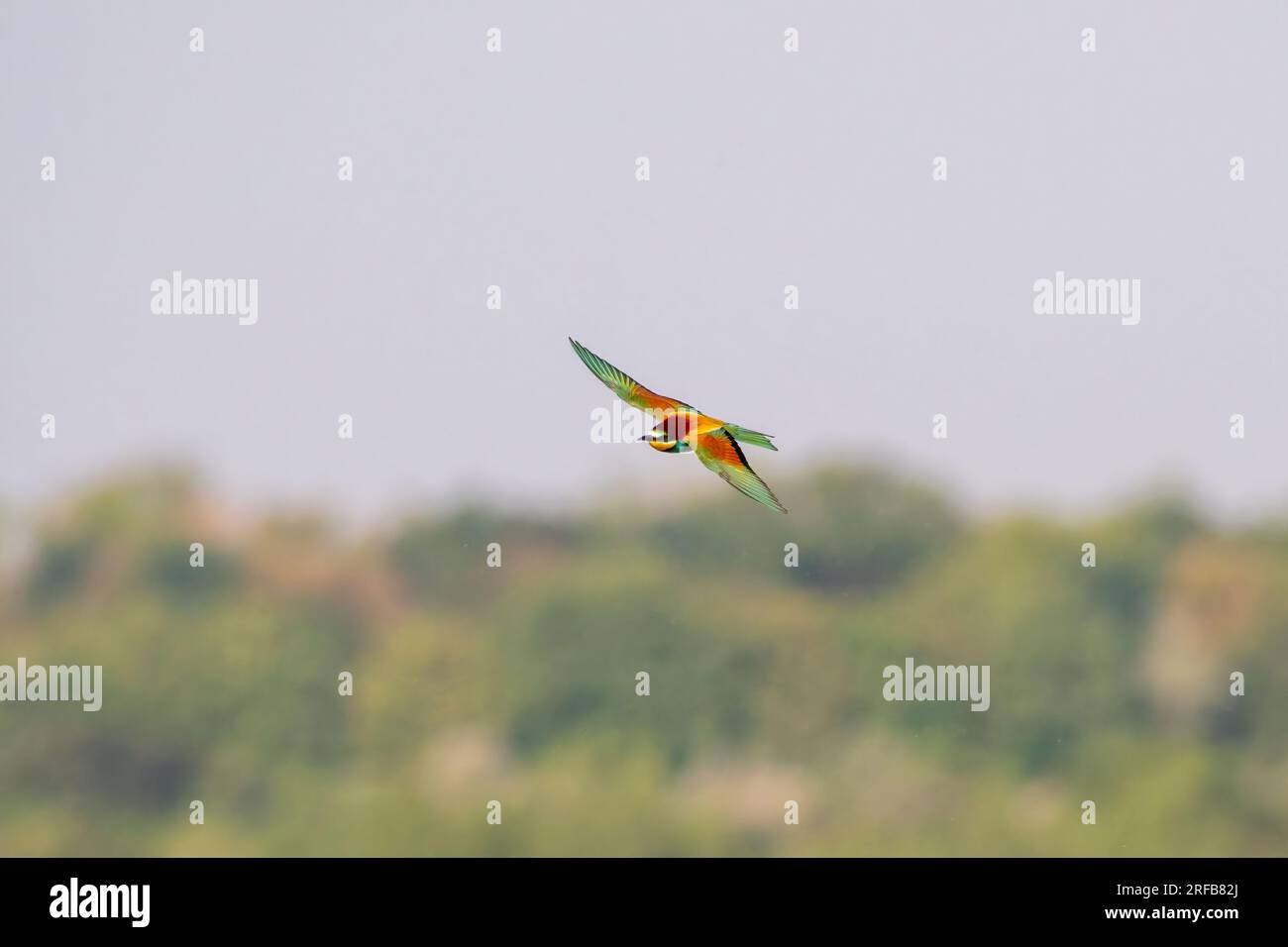 Ein farbenfroher Bienenfresser (Merops apiaster) fliegt durch die Luft und jagt Insekten Stockfoto