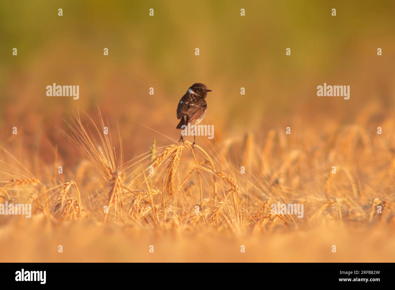 Ein Stonechat (Saxicola rubicola) sitzt auf den Ohren eines Weizenfeldes und sucht nach Insekten Stockfoto