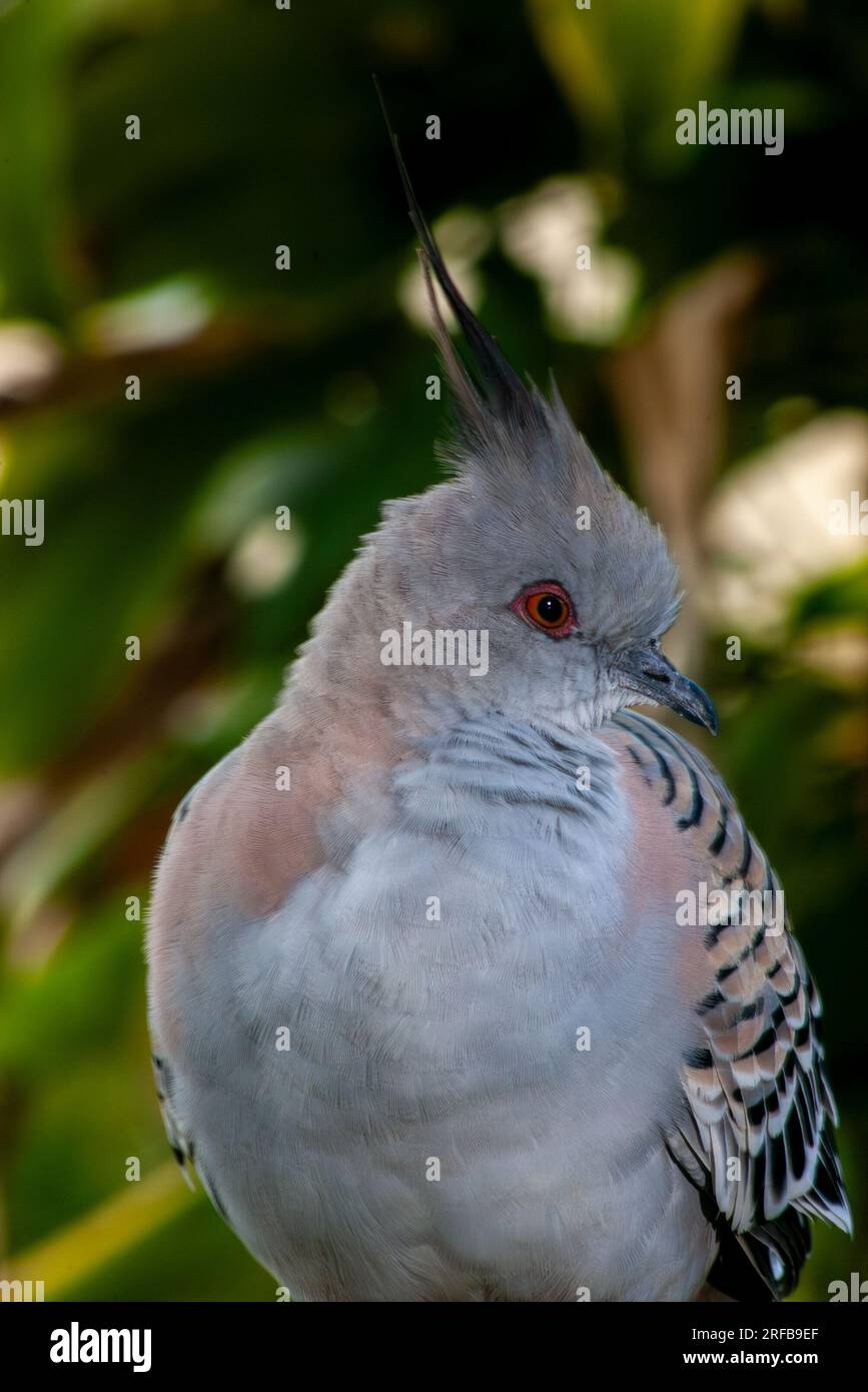Crested Pigeon, Ocyphaps Lophotes, Wild, Malanda, Australien. Stockfoto