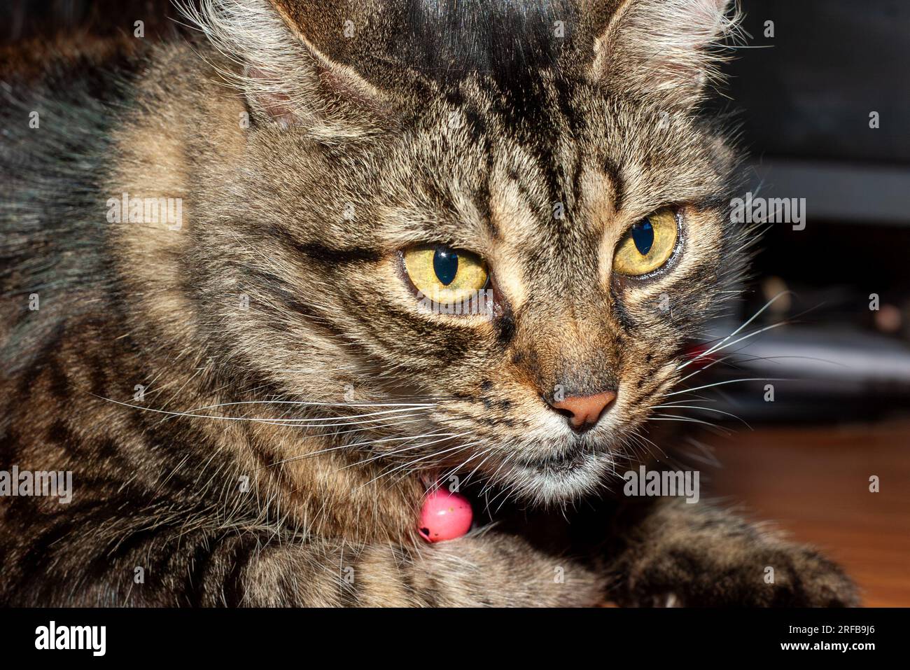 Hauskatze, Felis catus, kurzhaarige Tabby, Haustier , Australien, Stockfoto