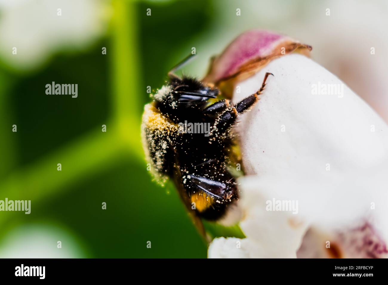 Hummeln sammeln Pollen auf Katalpa-Blüten, bombus Stockfoto