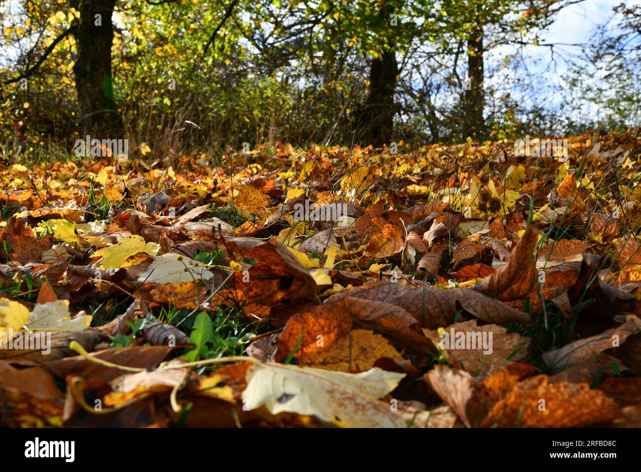 Bunte Blätter bedecken eine Wiese mit ihrem farbenfrohen Blitz Stockfoto