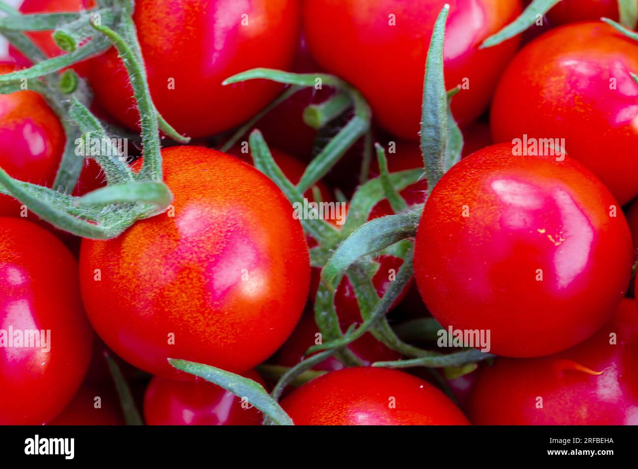 Reife rote Tomaten mit Schnittwegen. Tomaten-Hintergrund Stockfoto