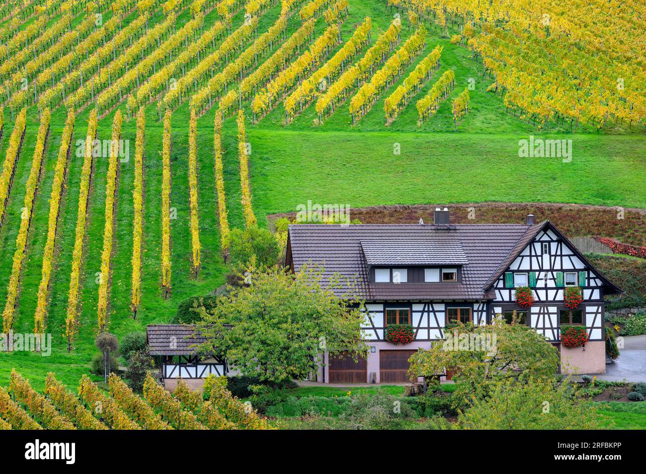 Weinreben mit herbstfarbenen Blättern auf einem Weinberg und typischem Bauernhof mit Holzrahmen im Schwarzwald. Stockfoto