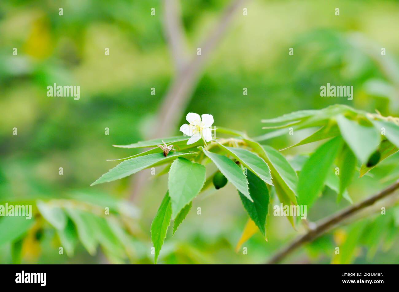 Calabura, Jam Tree oder Jamaika-Kirsche oder Malayische Kirsche oder Muntingia calabura L oder MUNTINGIACEAE oder westindische Kirschpflanze mit Blume am Baum Stockfoto