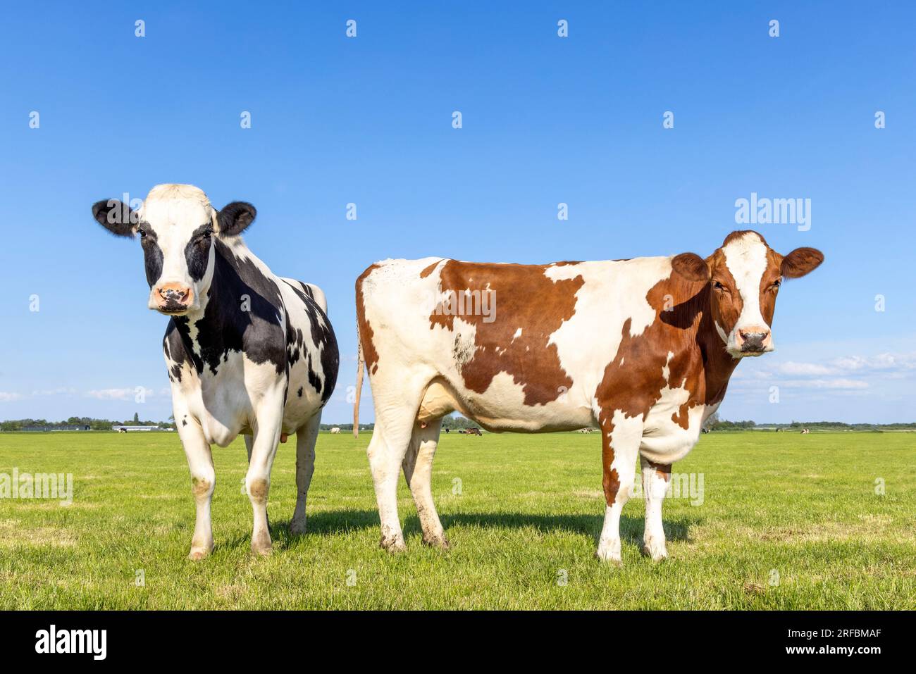 2 Kühe auf einem Feld, Seitenansicht und Vorderseite, zweifarbig rot und schwarz-weiß, stehendes Milchvieh, blauer Himmel und Horizont über Land im N Stockfoto